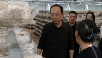 山西桓曲縣：調研食用菌產業發展情況