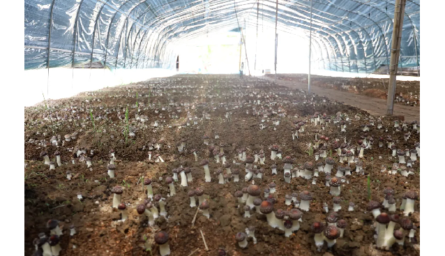 北京通州张家湾镇又一大球盖菇菌类种植实验基地开园