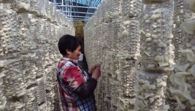 山东济南：长清区30万袋“头茬”玉木耳喜获丰收