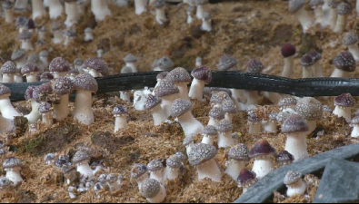 内蒙古扎鲁特：特色菌菇亩产6000余斤，带动菌农致富