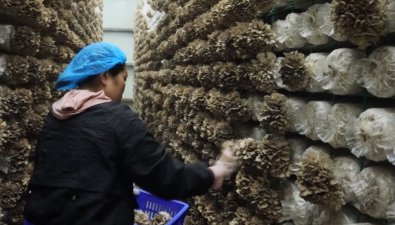 贵州小镇“智慧菇房”培育灰树花迎丰收，产品远销海内外