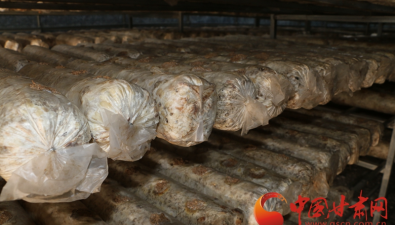 天祝臣祥菌业：引进全自动食用菌装袋生产线，年供菌棒1000万袋