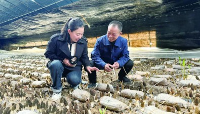 青海省兴海县：下鹿圈村试种羊肚菌亩产达1130斤