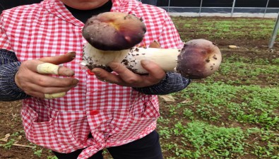 贵州黔西：荷花村20亩种植大棚，亩产大球盖菇约6000斤