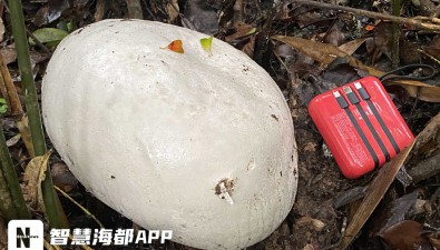 首次記錄！福建三明驚現食用菌“巨無霸”，重近2斤