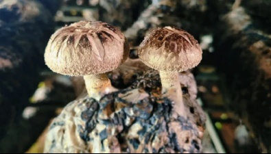 青海門源縣：互學共鑒，拓寬食用菌產業發展思路