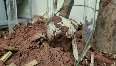 重大突破！第一朵人工培育的雞樅菌出菇啦