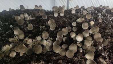 王利娟：种植草菇一年收入15-18万元