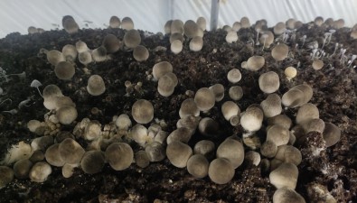 王利娟：種植草菇一年收入15-18萬元
