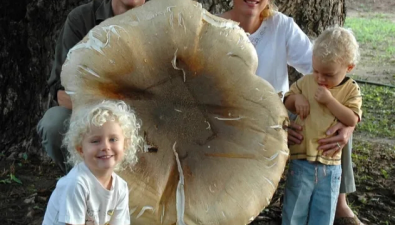 这是世界上最大的食用真菌！采一只就够吃一天
