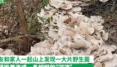 廣西發(fā)現(xiàn)超大野生菌窩