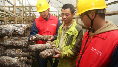 电力服务菌类养殖，助力乡村振兴