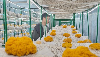 超80%長(zhǎng)成商品菌！淮海菌菇“家族”再添新“成員”