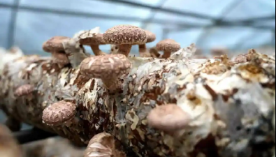 陕西留坝县：松树坝村全年生产33万筒香菇，“种”出好日子