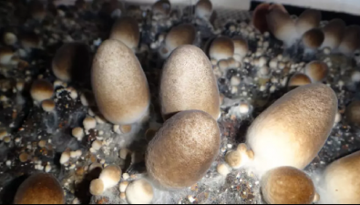 草菇是一种耐高温食用菌品种