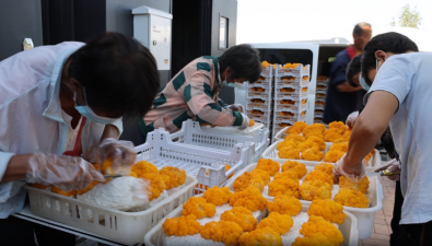 河北新河縣：預計2025年食用菌產值破億元