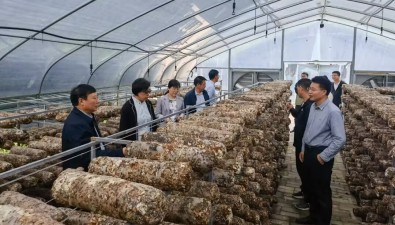 国家食用菌产业技术体系首席科学家谭琦带队调研留坝食用菌产业