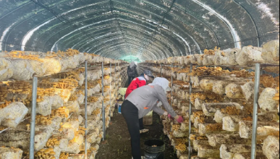 内蒙古赤峰：贝子府镇食用菌产业预计年产值1360万元