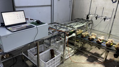 首创采摘新模式！智能化香菇批次性采收机落地香菇工厂