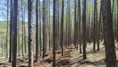 内蒙古喀喇沁旗：美林镇林下种植食用菌1000余亩
