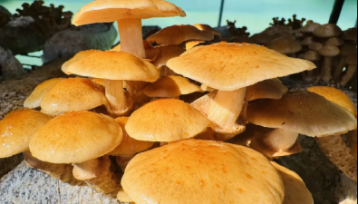 率豐菌業：豐收季！滑子菇搶“鮮”上市