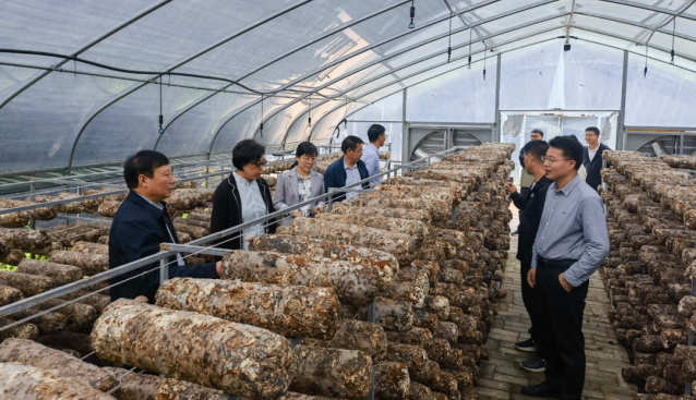 國家食用菌產業技術體系首席科學家一行調研留壩食用菌產業情況