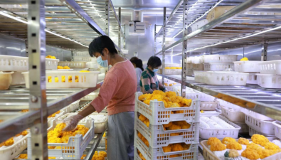 河北新河：金耳智慧微工廠年內突破100個