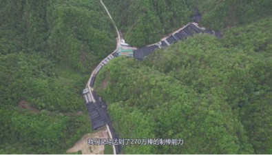 湖北竹山縣：2023年食用菌綜合產值達25億元