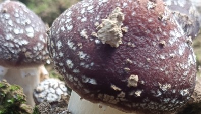 安徽歙縣：秸稈廢變寶，育出好菌菇