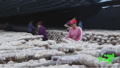 湖北竹山县：双台乡制棒能力已达到270万棒