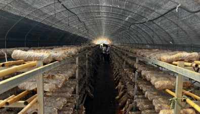 云南玉溪：江川打造食用菌綠色產業鏈