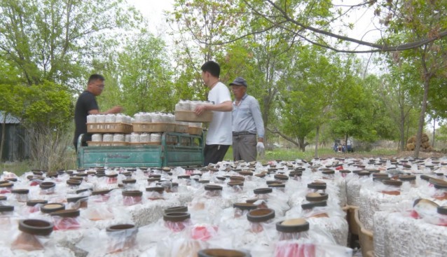 新湖农场：探索林下种植，增加菌菇品类，拓展增收渠道