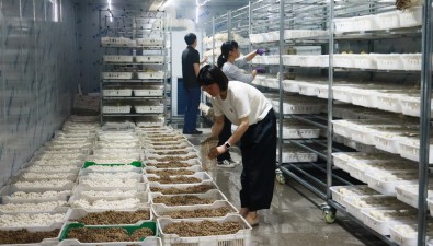 河南西峡：“四季菇”填补香菇生产季节性空白