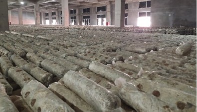 河北平泉香菇分級為六種