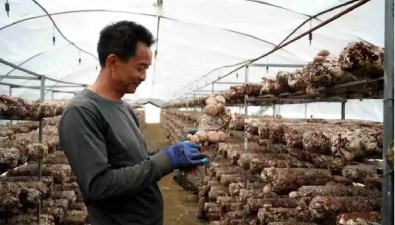 席幫海：10個(gè)大棚夏菇，年收入10萬(wàn)元左右