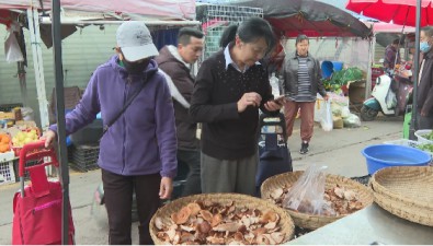 麗江第一波野生菌陸續上市，價格是……