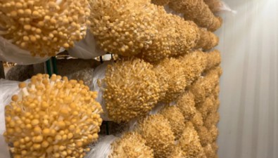 四川蓬溪：食用菌成為助推縣域經濟發展的新引擎
