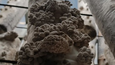 湖北隨縣：高城鎮食用菌家族添新成員