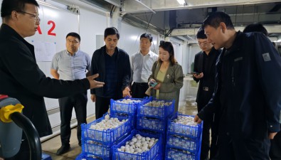 甘肃庆阳：开展食用菌企业知识产权专项调研