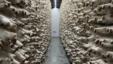 廣東韶關：曲江食用菌發展延伸鏈條促增收