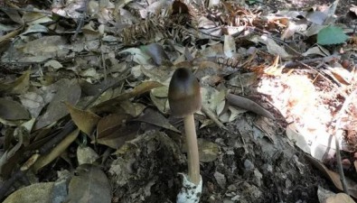 发现4个蘑菇新物种！黄山大型真菌物种“户口本”增加新成员