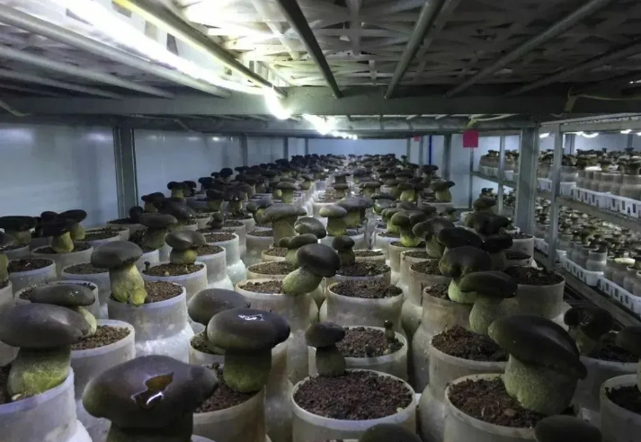 云南景洪：开展科研攻关突破鲜牛肝菌季节性产出难题_基地风采_食用菌新闻_中国食用菌商务网