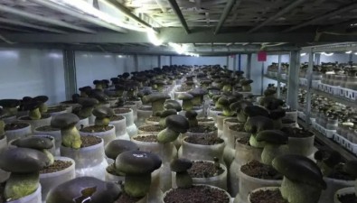 云南景洪：開展科研攻關 突破鮮牛肝菌季節性產出難題