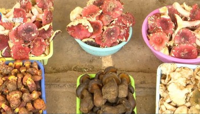 云南木水花野生菌交易中心每日上市量超10噸