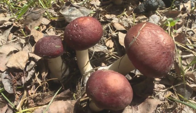 八十七团：林下种植大球盖菇，解决土地闲置问题