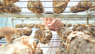 貴州道真：科技賦能，食用菌產業升級助農增收
