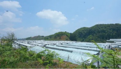 貴州織金：發展反季節食用菌種植，提高市場競爭力