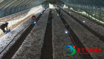 產量高、采摘密度大、價格穩，湖南常寧雙溪村茶樹菇開始采收