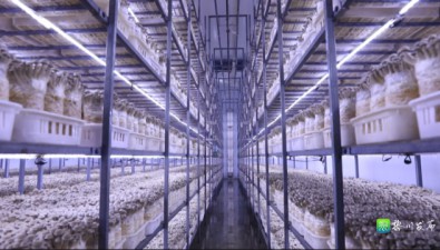 江西黎川：一根食用菌棒的生長新動力