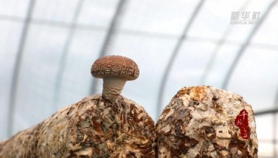 河北雙灤：香菇產業推進“農業+”多業態融合